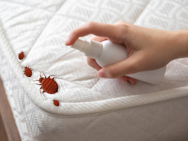 Best Emergency Pest Control  in Bell Nyon, CA